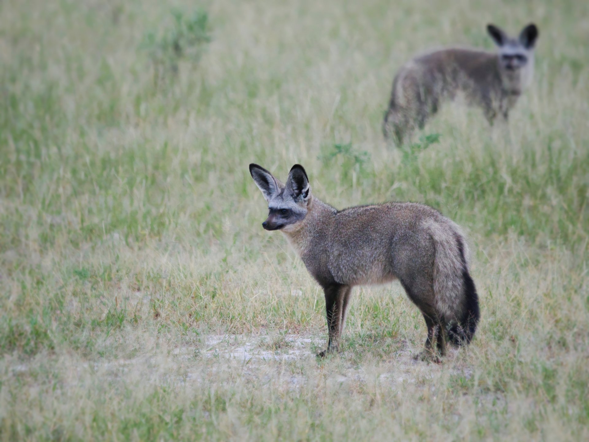 A pair of bat-eared foxes photographed on Chief's Island in Botswana.