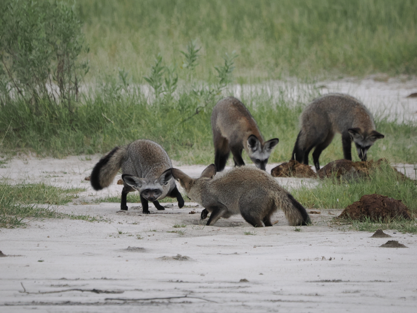 A family of bat-eared foxes rallying and playing.