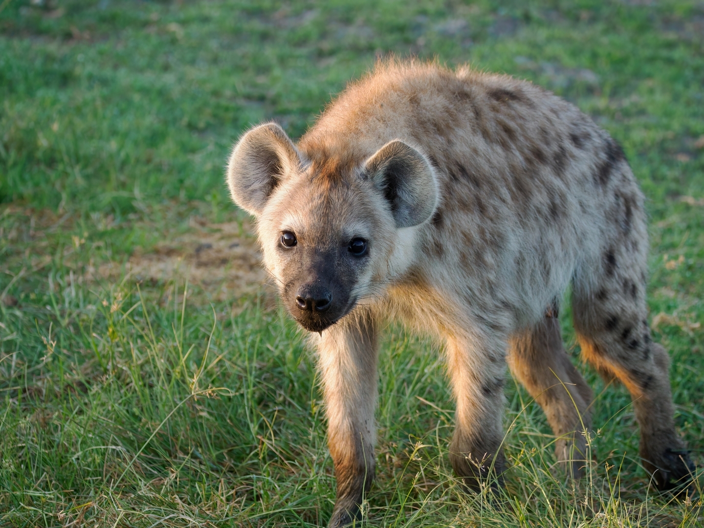 hyena