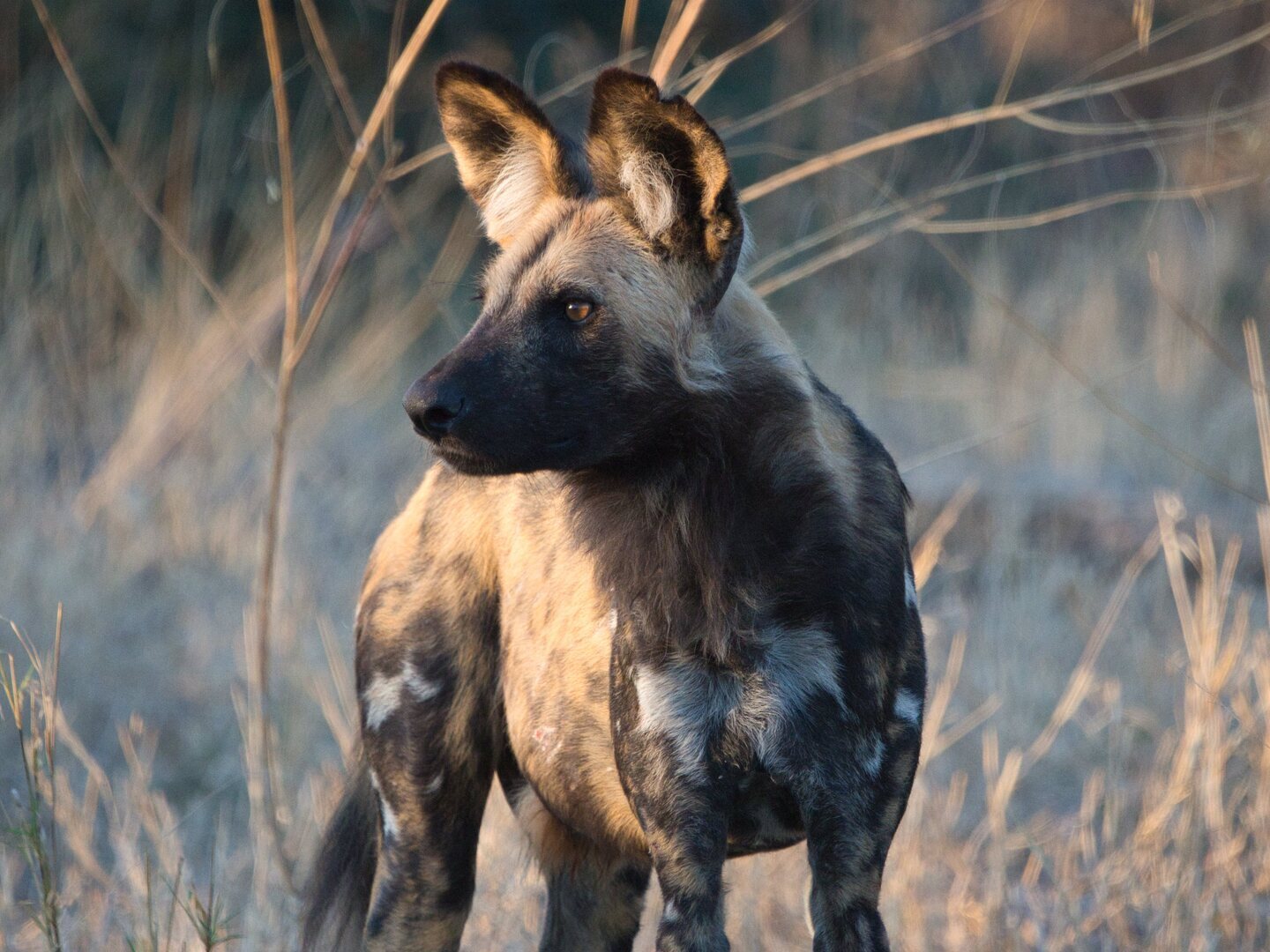 wilddog