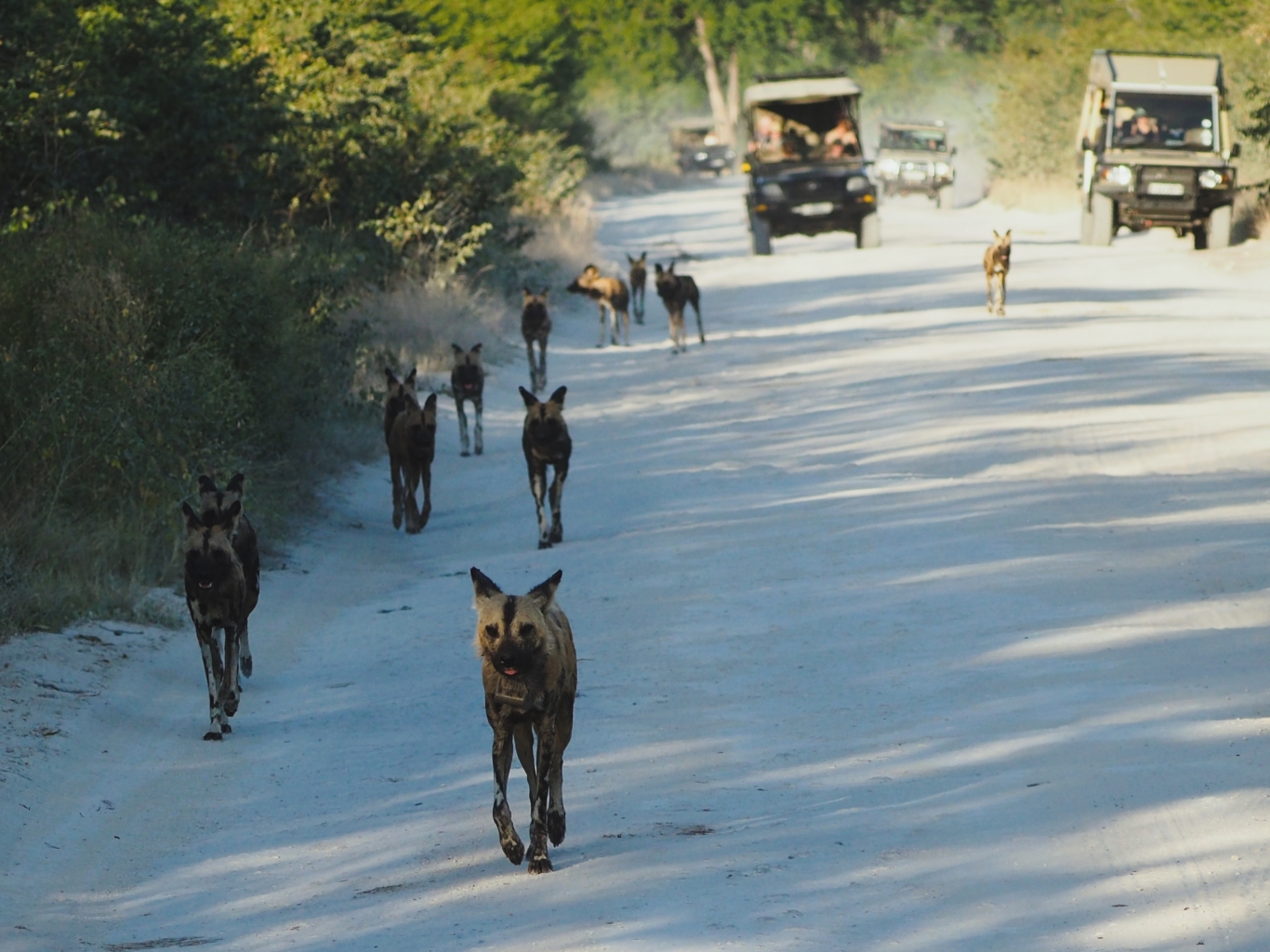 Right after we removed the last snare, the dogs started to move and prepared for a hunt. The front dog is the dominant male, who now carries a GPS satellite collar that allows us to monitor the pack’s movements remotely.