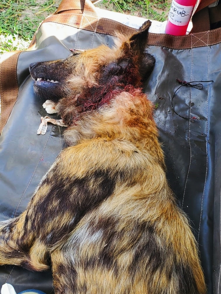 Snare removal on the wild dog that was reported by the guides at the Mogotlo lodge.