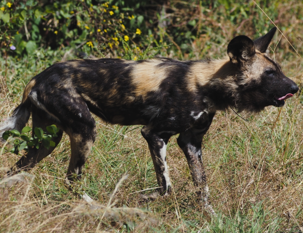 One of the three snared wild dogs that we recently discovered. The wire snare is barely visible as it is tightly strapped around the dog's neck.