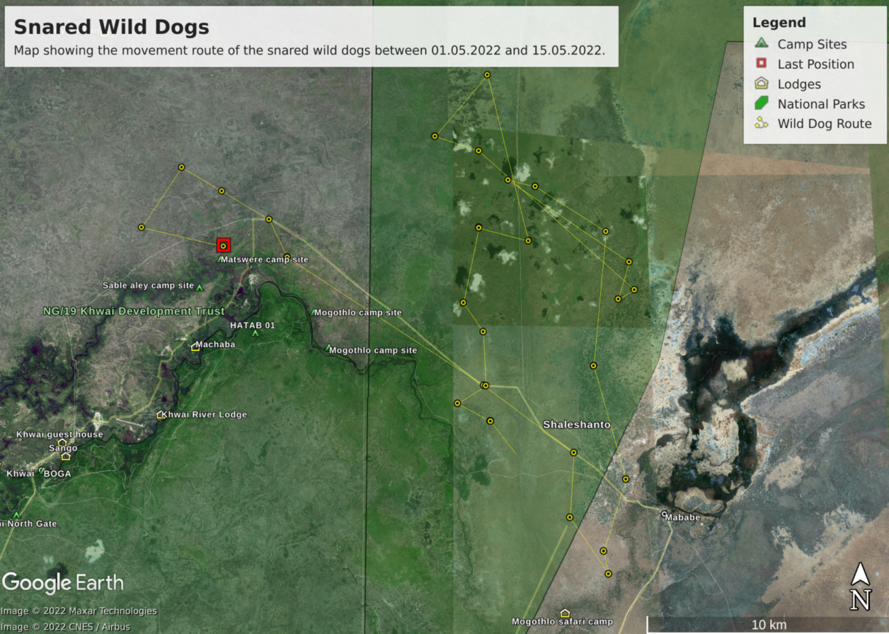 Movement route of the pack two weeks prior to the snare removal. As you can see from their trajectory, the dogs passed by the village of Mababe, a village known for its illegal trapping and hunting activities.